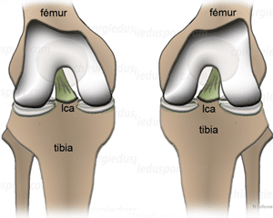 Anatomía LCA