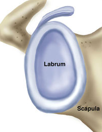 Labrum